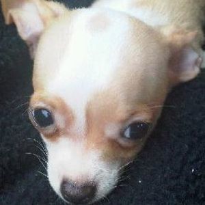 Meet your Posher, Jean